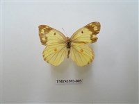 藏品(紋黃蝶)的圖片